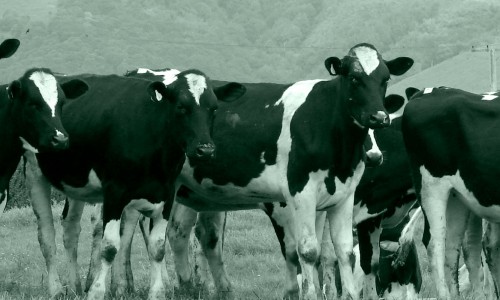 Avaliação de ativos biológicos